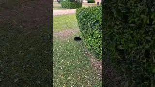 I FOUND THE EASTER BUNNY 🐰🐇