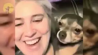 15 Minutes Of Funniest Animals 2024 😅