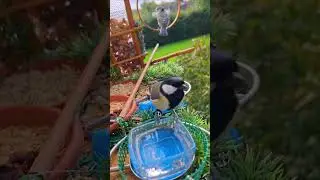 @Bird Feeders on an October Day 🍛🐦🐦‍⬛🤩♥️ #video #birds #nature #motivation #trending