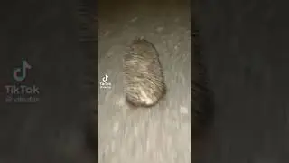 Ёжик бежит под фонк