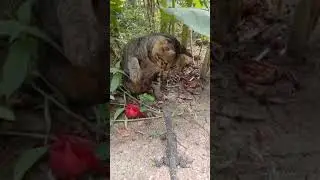 FUNNY ANIMALS ON TIKTOK