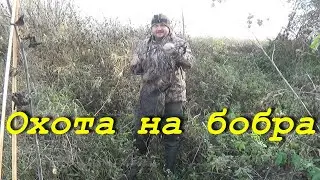 №114 Словил сытого бобра!!! Охота на бобра капканами КП-250. Установка на суше.
