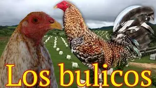 gallo bulico @elpoderdelpollo2342