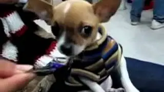 223boys play with her  GAY, comrades, handsome boy, Liang Naikang, dog