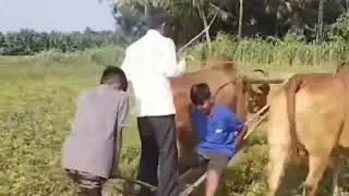 😠 gora hoo mukenay 😠 #બળદ #balad #farming #vadhiyara #nikunjhudad