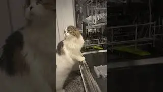 Мишкина житуха...😍