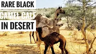 Rare Black color and white Camel calves in desert |Camel sound|camels crossing in desert #camel