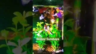 Guppy campur berkualitas #surabaya #guppy #jualguppy