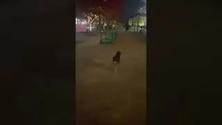 🏆🐶