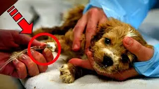 The owner brought the puppy to be euthanized. Having learned the reason, the veterinarians began to