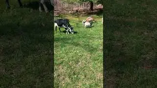 🐄 Their grazing today 🐐 #goat #animals #shorts