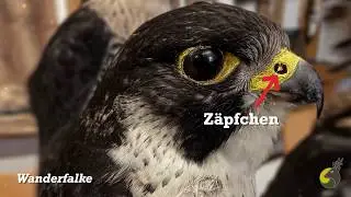 JS   Taggreifvögel   Zusammenfassung