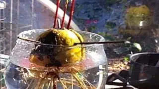 Grow Avocado Plants and Trees From Seed - Growers Technique Video