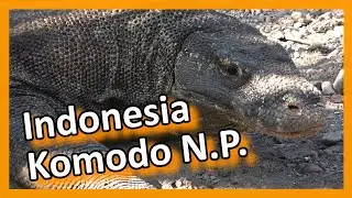 Indonesia   Komodo National Park   Komodo Island   Komodo dragons on Komodo Island