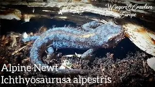 Information & Facts About The Alpine Newt | Ichthyosaura Alpestris | Alpenwatersalamander | Profile