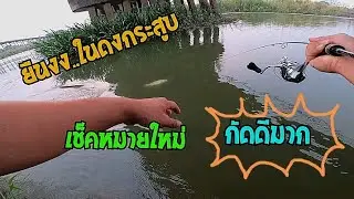 ยืน งง ใน ดง กระสูบ 