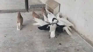 Ижевские голуби  и минералка)))