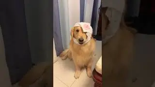 Get Well Soon, Funny Dog