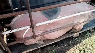 Как покастрировать взрослого хряка без усилий.