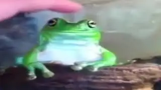 Лягушка Лягушка