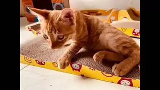 Cat accessories Toy Premium Durable Cats Scratcher Scratching Board post with Catnip for Happy Kitti