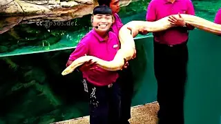Animal Show in Singapore Zoo.