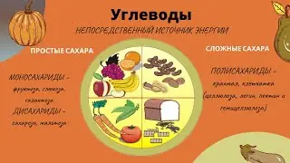 Урок 5. Углеводы и 