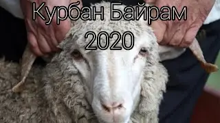 ✔️Жертвоприношение в Исламе.Курбан Байрам