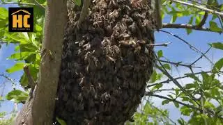 Bee Swarm in Adelaide
