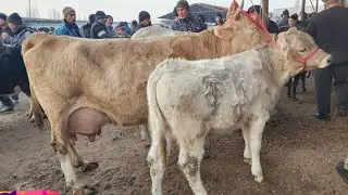 ASAKA MOL BOZORI UZBEKISTON BOZOR ZOR BOLDI | 28 ноября 2024 г.