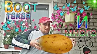 Как увеличить урожай картофеля | Нужно ли окучивать картошку