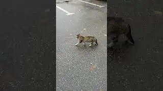 Городские кошки на площадке для парковки автомобилей #cats #кошки