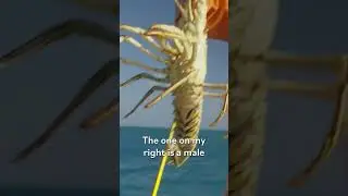 How Bermuda Fishermen Catch Spiny Lobsters #shorts