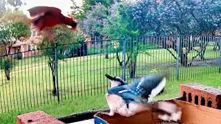 Battlefield Specialists: Northern Cardinal and Blue Jay