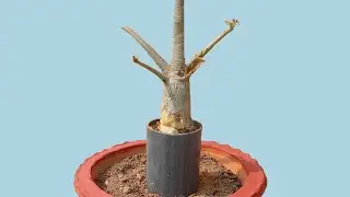 Repotting an Adenium to provide a Tower Shape 2nd Phase