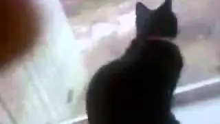 Sadistic kitty