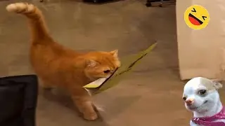 New Funny Animals 🐧 - UNUSUAL MEME CATS And DOGS Video Compilation 😺🐶 2024