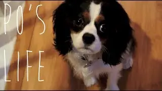 The Daily Life of Po the Cavalier King Charles Spaniel Puppy