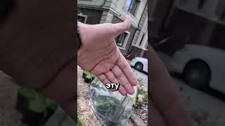 ПАУК С ВЫШКОЙ @113ru.s