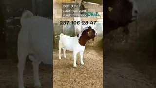 Venta de sementales boer en Puebla, $25 mil