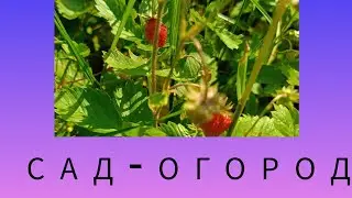 САД. ОГОРОД. И КОМАРЫ.