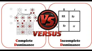 Difference between complete dominance and incomplete dominance | Complete vs Incomplete Dominance