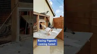 My race birds coming home after flying around the neighborhood #training