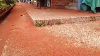Crab babies