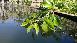 «ДАЧНЫЙ РЕЛАКС» VIDEO Relaxation.