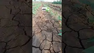 તલ ની ખેતી 🌾 ખેતીવાડી 🌾 ખેડૂત
