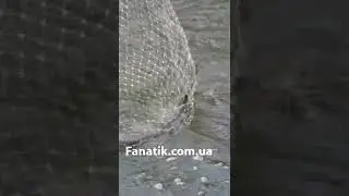 Удочка на карася и карпа