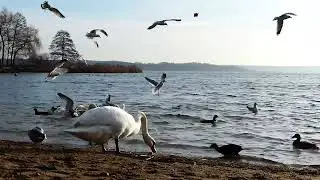 Чайки та морська гастрономія/Seagulls and sea gastronomy