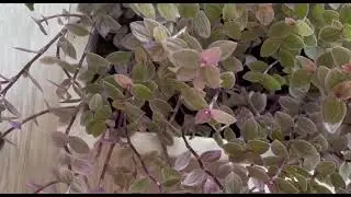 Подрезка каллизии