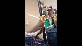 My bird is singing to himself in the mirror!!